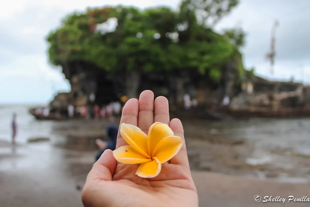 Frangipani